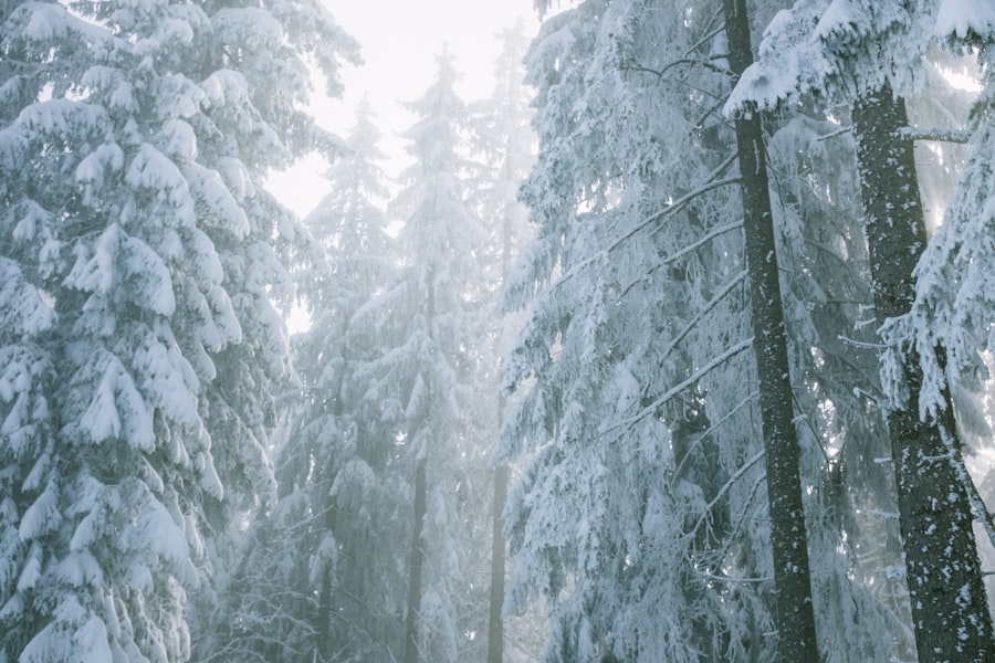 Winter Wonders
