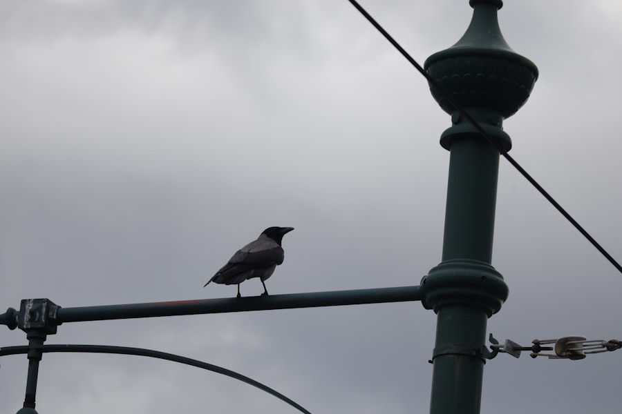 Photo Bird Watching in Columbia