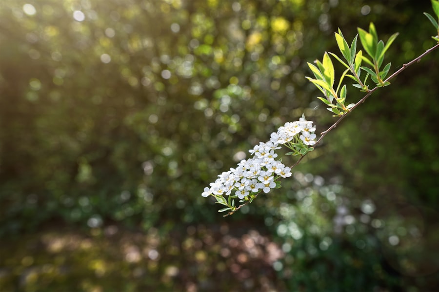 Spring Awakening